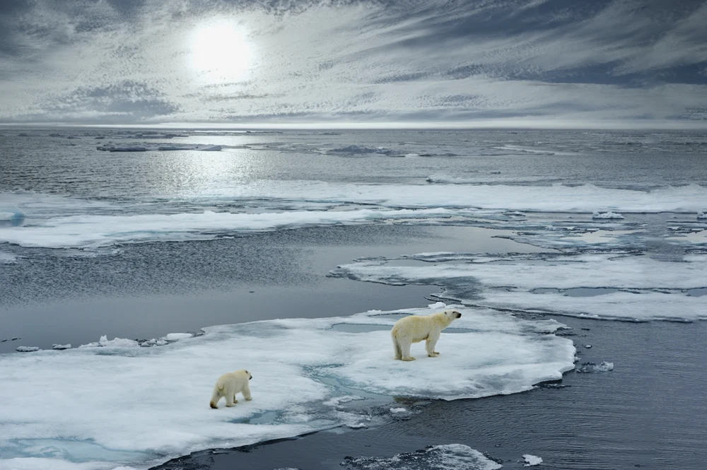 Polar Bears on Ice