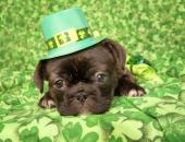 St. Patrick's Day image