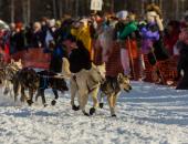 Learn About the Iditarod image